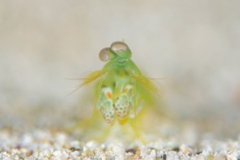 フトユビシャコモドキ属の1種