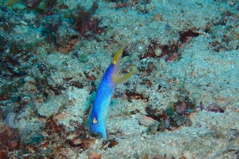 ハナヒゲウツボ