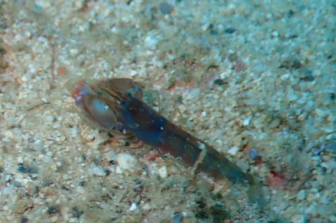 テッポウエビ科の1種