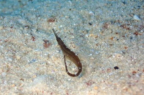 ハシナガチゴヨウジ