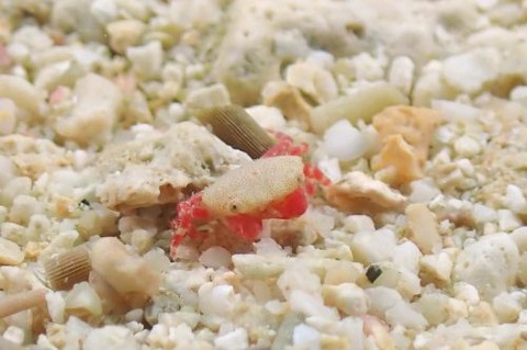 ヒメベニオウギガニ