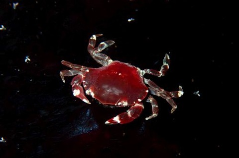 ナマコマルガザミ