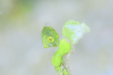セダカカワハギ