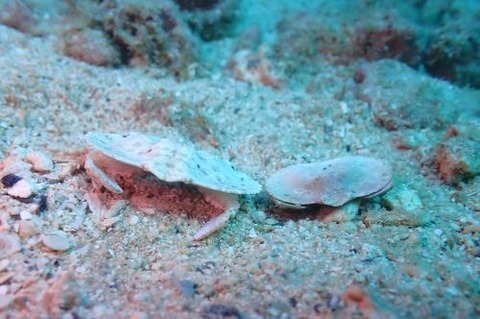 ヒメメンコヒシガニ