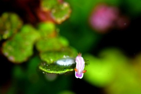 シロタスキウミウシ