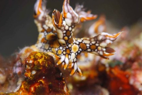 ヒオドシユビウミウシ