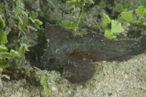 ツマジロオコゼ