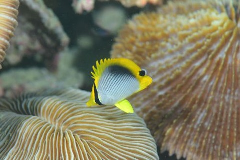 アケボノチョウチョウウオ