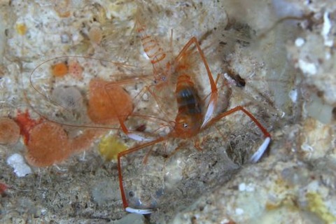 オクノスベスベオトヒメエビ