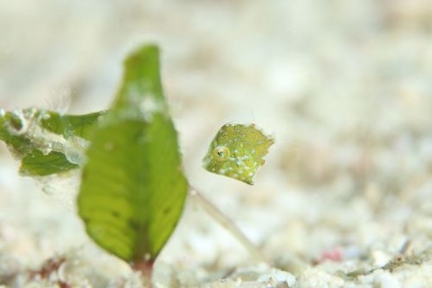 セダカカワハギ