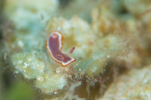 ウミウシ不明種