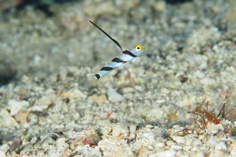 ヒレナガネジリンボウ