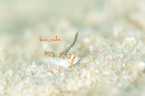 イッポンテグリ