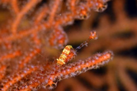 イソバナカクレエビ