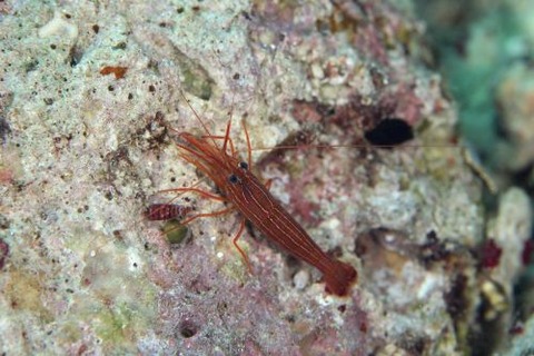 タメトモアカモエビ