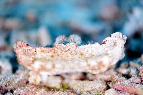 メンコヒシガニ