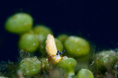 キシマオトメウミウシ