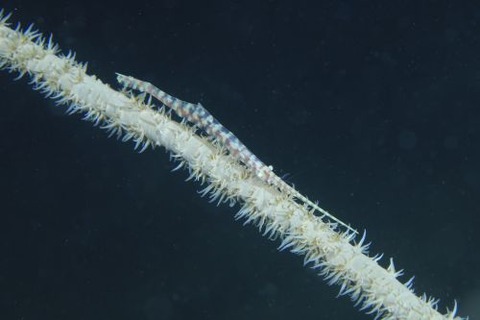 トゼウマ・アルマートゥム