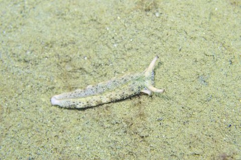 チドリミドリガイ