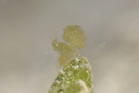 フィコカリス・シムランス