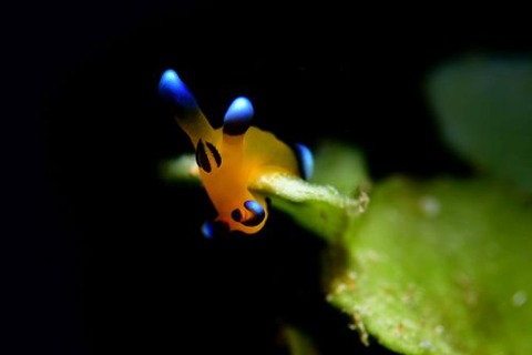 ウデフリツノザヤウミウシ