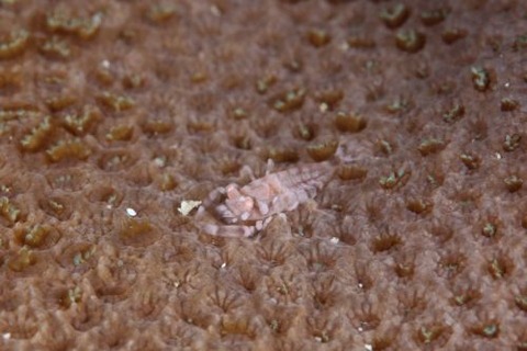 ヤクシマカクレエビ