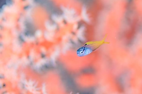 オウゴンニジギンポ