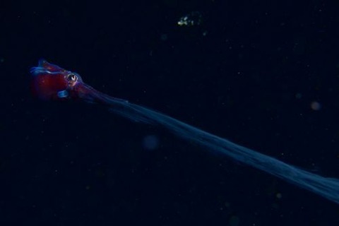 刺激的な水中生物