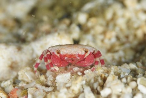 ヒメベニオウギガニ