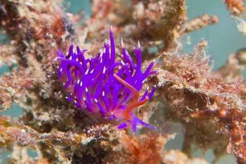 ミノウミウシ亜目の1種