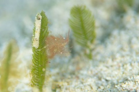 フィコカリス・シムランス