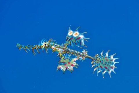 ニシキフウライウオ