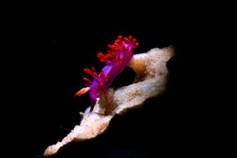 ルージュミノウミウシ