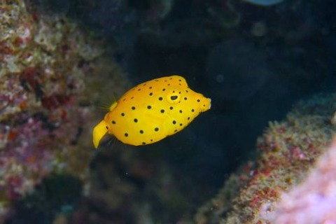 ミナミハコフグ