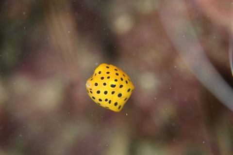 ミナミハコフグ