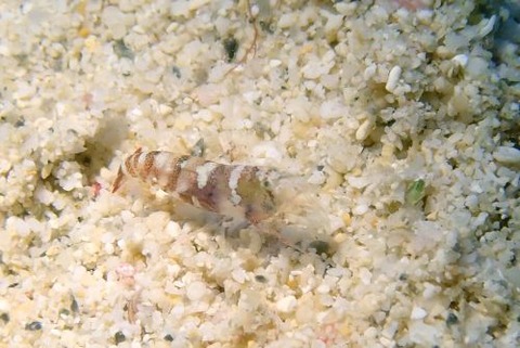 ヤドリエビモドキ