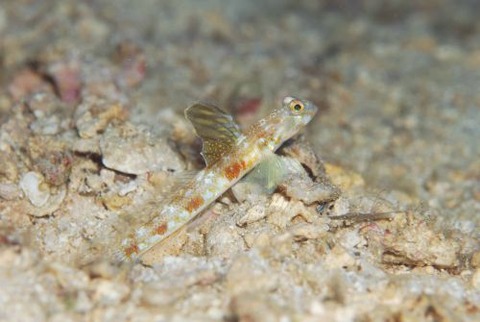 オニハゼ属の1種