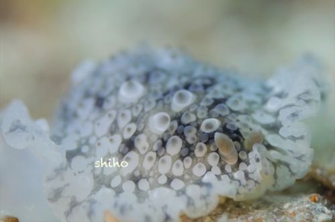 イボナマコウミウシ