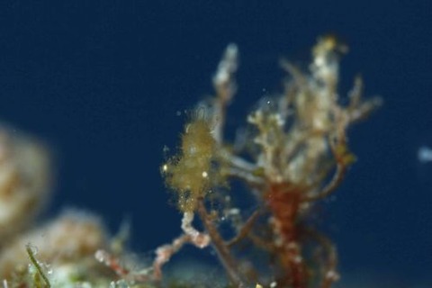 フィコカリス・シムランス