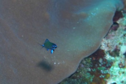 アマミスズメダイ