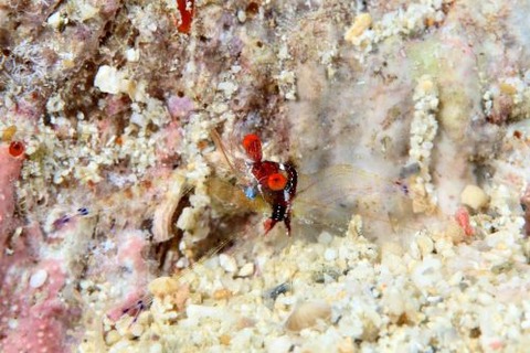 カメンカクレエビ