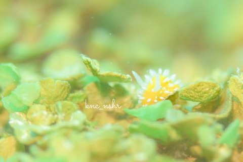 イガグリウミウシ