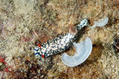 ホシゾラウミウシ