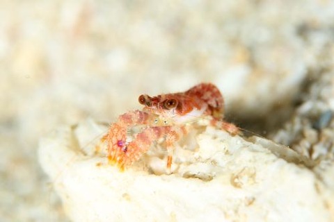 コシオリエビ科の1種