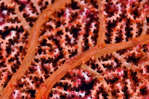 ガラスハゼ属の1種