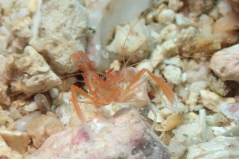 スベスベオトヒメエビ属の1種