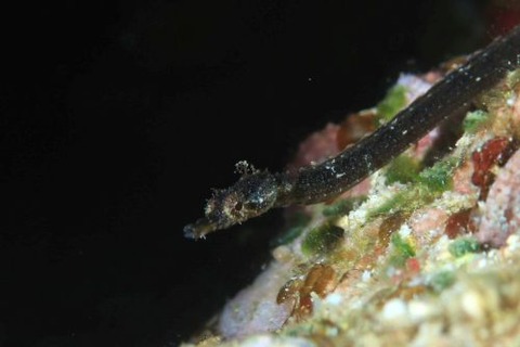 ヨウジウオ科の1種