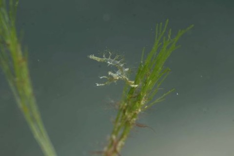 フィコカリス・シムランス