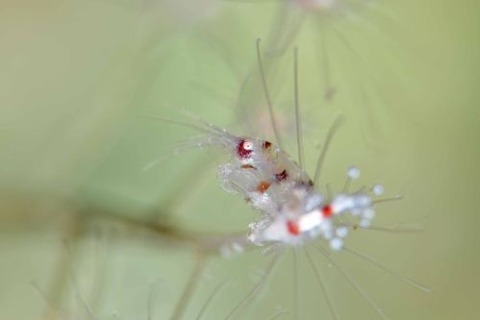 ヨコエビのなかま