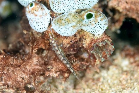 ウミショウブハゼ属の1種